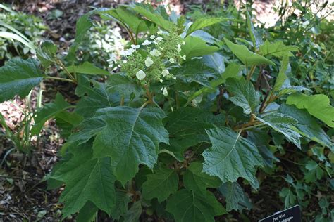 Pee Wee Oakleaf Hydrangea