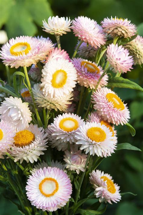 Helichrysum Seeds King Size Silvery Rose 100 Strawflower Seeds