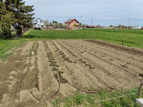 Zvone Radikalni Vrt posađen 2023 edition