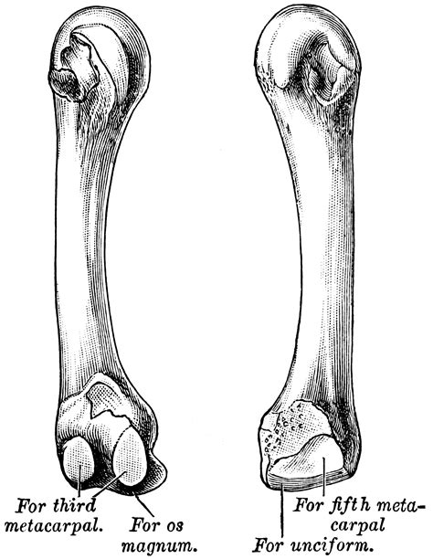 Metacarpal | ClipArt ETC