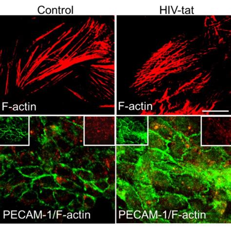 Tat Alters Actin Cytoskeleton And Pecam Expression Cells Were Download Scientific Diagram