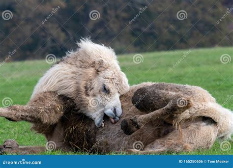 Bactrian Camel Camelus Bactrianus Stock Photo - Image of angle, outdoor ...