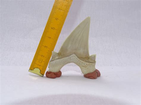 Otodus Obliquus Tooth 275 Fossil Shark Teeth Fossil Natural