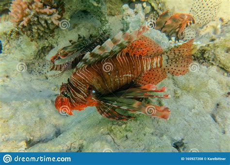 Red Lionfish Beautiful But Destructive Fish In The Red Sea Pterois Is