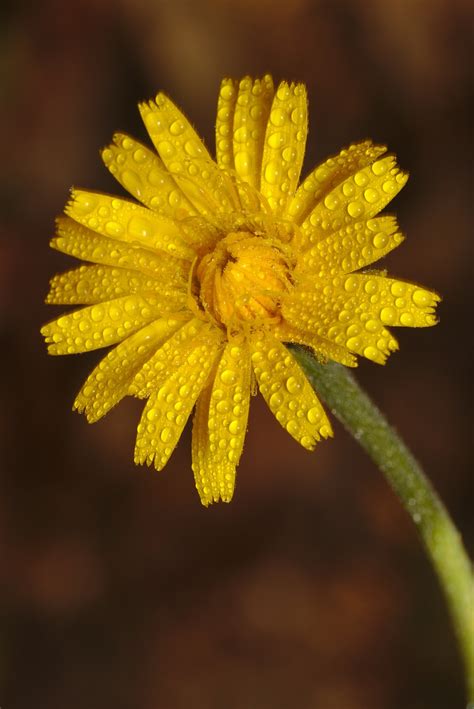 Más De 100 Imágenes Gratis De Ściany Hawkweed Y Naturaleza Pixabay