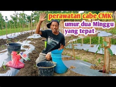 Perawatan Cabe Usia Minggu Youtube