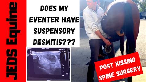 Does My Eventer Have Suspensory Desmitis Post Kissing Spine Surgery