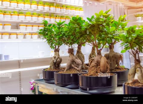 Ficus Microcarpa Ginseng Hi Res Stock Photography And Images Alamy