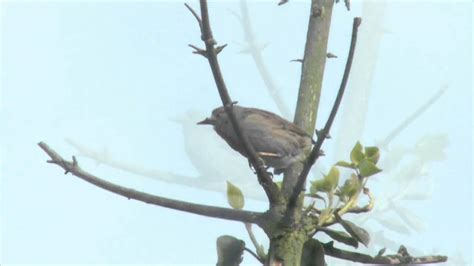 Singing Dunnock Youtube