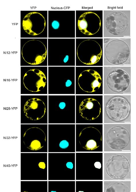 Subcellular Localization Of Bph Candidate Effectors In Rice