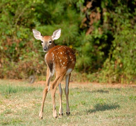 Fawn Deer Free Stock Photo Public Domain Pictures