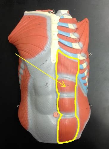 Muscle Of The Abdominal Wall Flashcards Quizlet