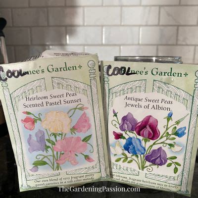 How to Grow Sweet Peas - The Gardening Passion