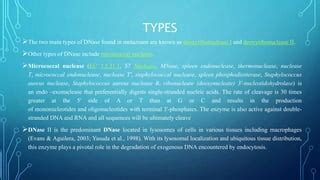 Dnase | PPT