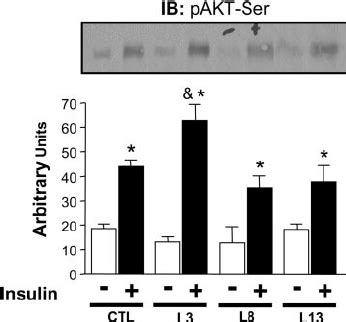 Increased Insulin Induced Akt Serine Phosphorylation Pakt Ser In