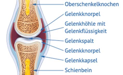 Aufbau und Funktion des Stütz und Bewegungsapparates Gelenke und