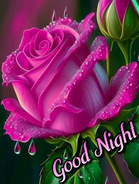 A Pink Rose With Drops Of Water On It And The Words Good Night Written