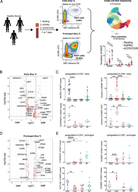 MAIT Cell CD4 Or CD8 Expression Levels Are Associated With Distinct