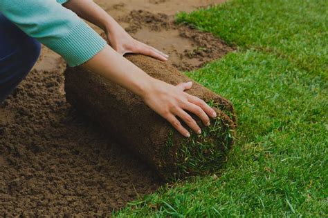 ¿cuál Es El Mejor Fertilizante Para Cesped Natural Factor Crítico