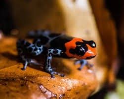 Blessed Dart Frog Care Sheet Reptiles Cove