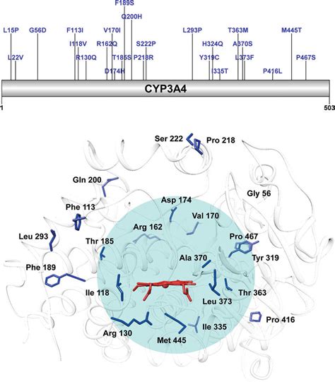 Structural mapping of select CYP3A4 polymorphisms | Download Scientific ...