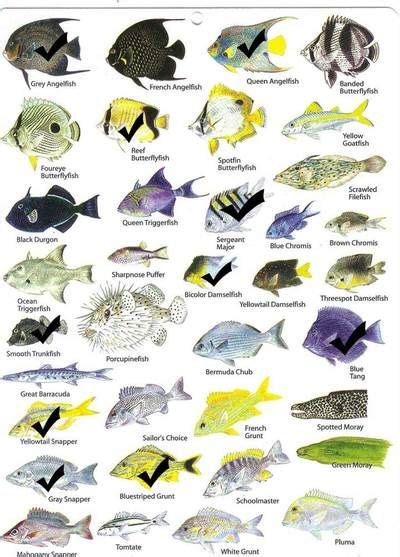 Fish Chart: Snorkeling Guide - Love Beach - Nassau, Bahamas