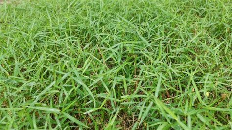 How To Get Rid Of Bermuda Grass 5 Helpful Tips For Effective Removal