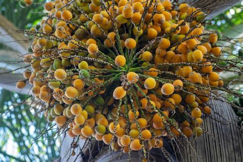 Cultivo De Coco Huerto En Casa