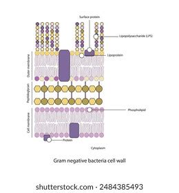 Gram Negative Cell Wall Structure Diagram Stock Vector (Royalty Free ...