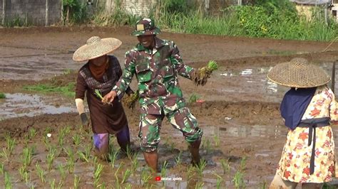 Wujudkan Ketahanan Pangan Babinsa Koramil Baros Dampingi