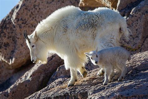 Mountain Goat Hooves