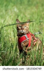 Bengal Cat Harness On Walk Stock Photo 1815504749 | Shutterstock