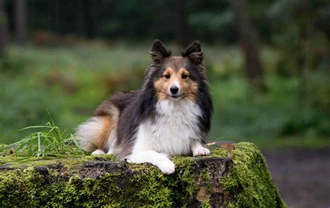 Sheltie Images Dog - Forever Wallpapers