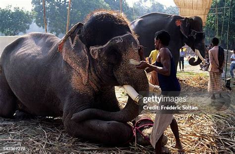 140 Sonpur Mela Stock Photos, High-Res Pictures, and Images - Getty Images