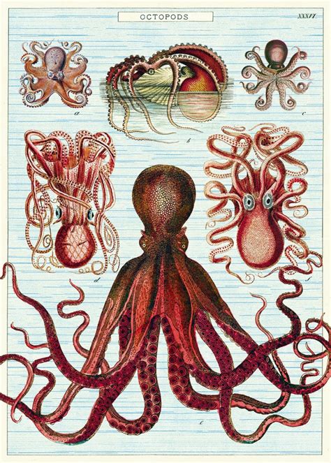 Octopus Vintage Art Free Stock Photo Public Domain Pictures