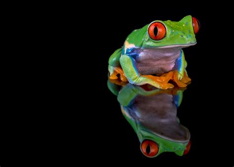 Frogs Hd Wallpapers