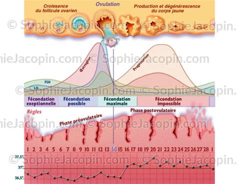 Cycle Menstruel Illustration Medicale And Didactique