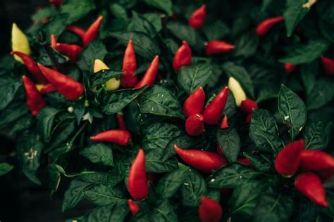 Premium Photo Red Hot Chilli Pepper On A Green Bush Small Fresh