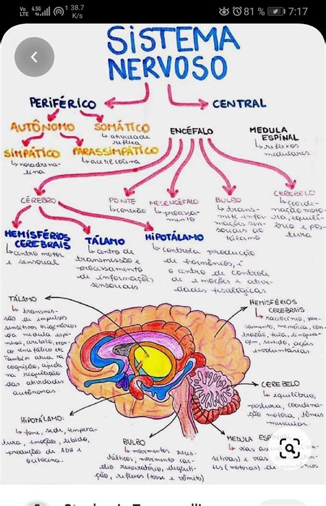 Arriba Imagen Mapa Mental De La Anatomia Y Fisiologia Humana