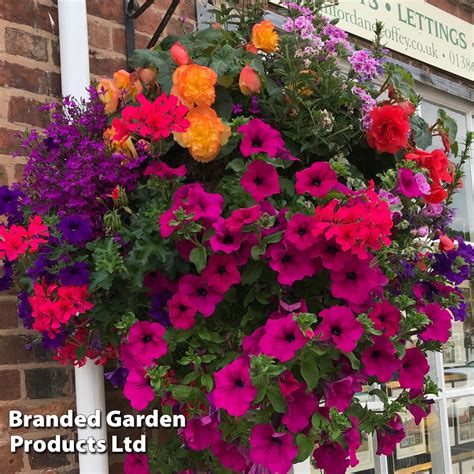 Pre Planted Hanging Basket Mix Suttons