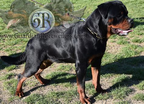 Hani Of Nicolas Lion Guardian Rottweilers