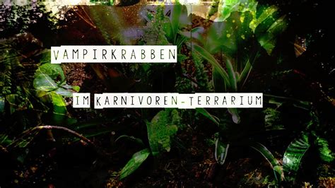 Bromelien Terrarium Mit Vampirkrabben Geosesarma Carniflor YouTube