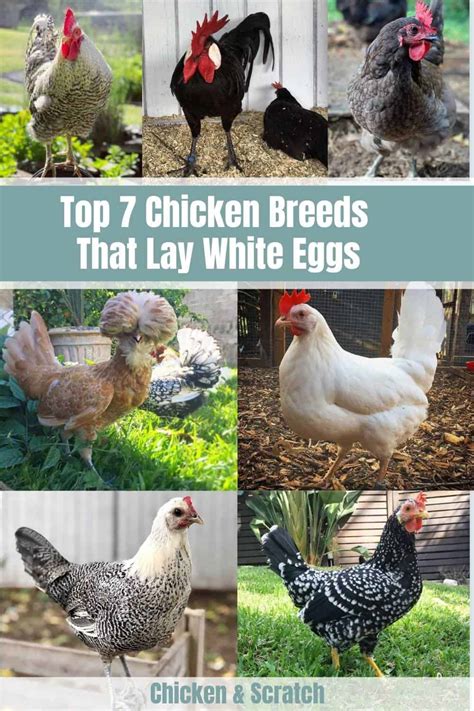 Top 7 Chicken Breeds That Lay White Eggs With Pictures