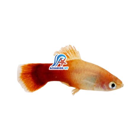 Platy Red White Acuarios UY