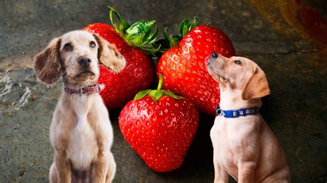 Dürfen Hunde Erdbeeren essen Ein Profi Klärt auf 2025