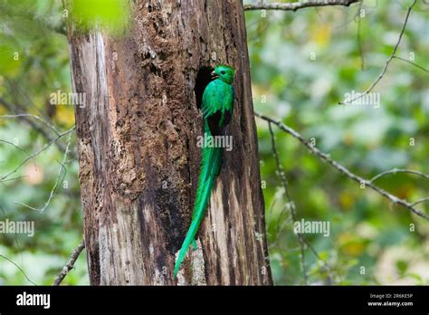 Magnificent Quetzal Male At Nesting Site Pharomachrus Mocinno