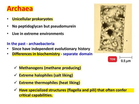 Introduction To Microbial Diversity PPT