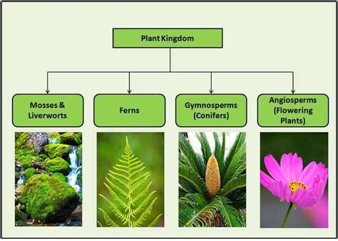 plant classification discover   main types  plants