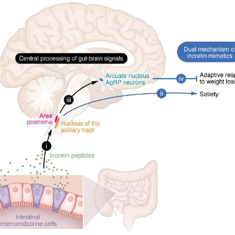 Dual mechanism of incretin mimetics. Gut-brain signaling is activated ...