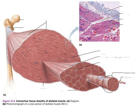 Connective Tissue Sheaths Of Skeletal Muscle Diagram Quizlet